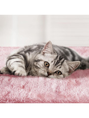 Домик для кошки 107см розовый фото 9